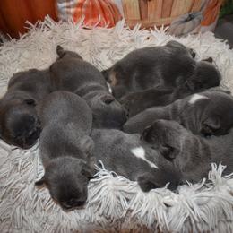 French Bulldog Puppies from NC French Kiss-A-Bulls