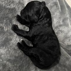 Girl 3 - Black female Bordoodle puppy in Indianapolis, Indiana from Indiana Bordoodles