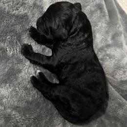 Girl 3 - Black female Bordoodle puppy in Indianapolis, Indiana from Indiana Bordoodles