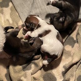Shih Tzu Puppies from Myers Country Pups