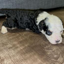 Oreo - Tri-color female Bernedoodle puppy in Los Angeles, California from Bernied00dle Love