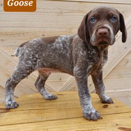 Goose - Liver roan male German Shorthaired Pointer puppy in Elberta, Alabama from Old Orchard Farm