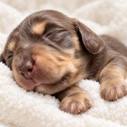 Rolo - Chocolate and cream male Dachshund puppy in Madisonville, Tennessee from KK Mini Doxies