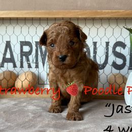 Jasper (black collar) - Red  male Poodle puppy in Boyes, Montana from Strawberry Poodle Patch