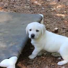 Labrador Retriever Puppies from Karen Powell