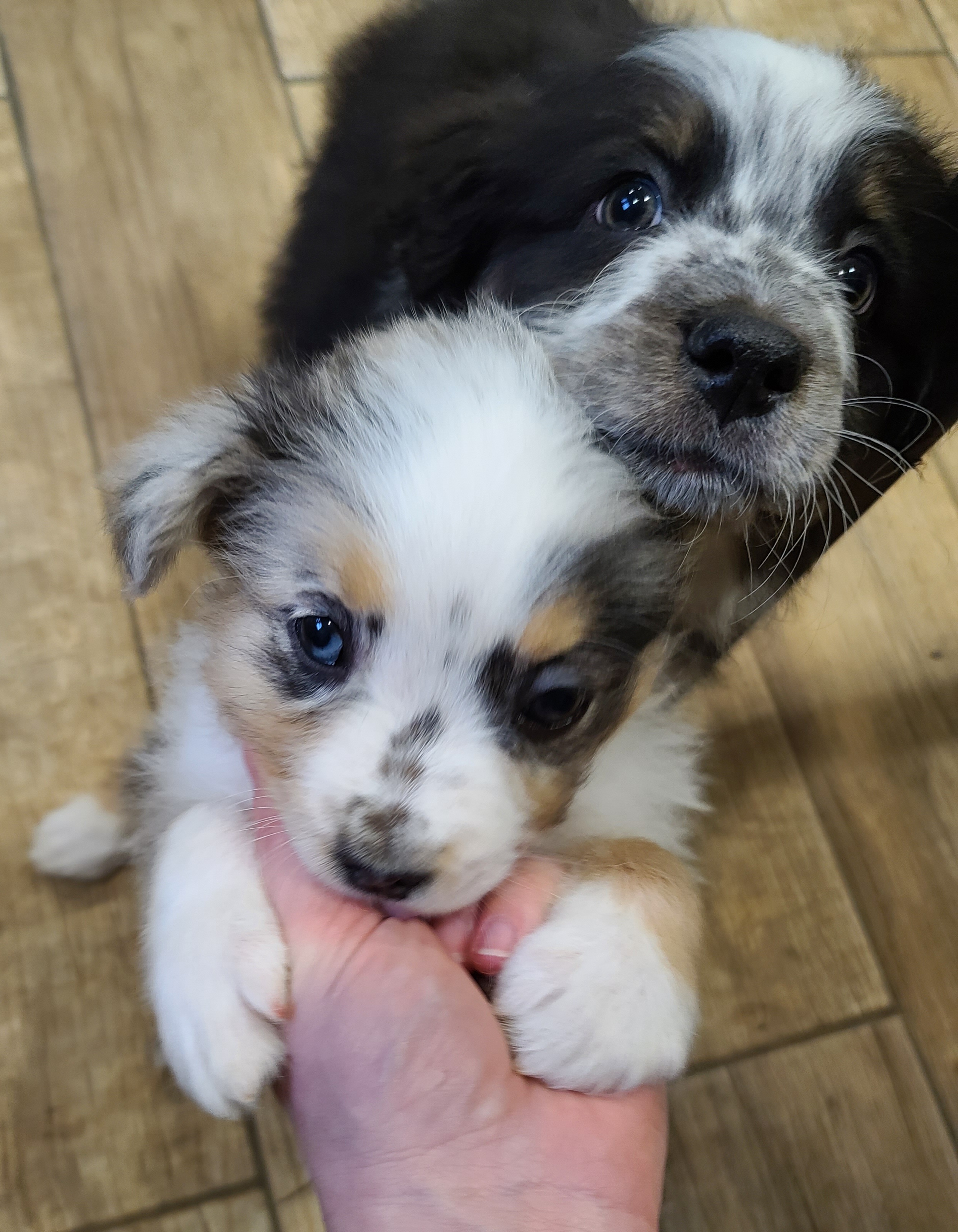 Australian Shepherd Puppies from Whitfarm Aussies