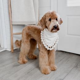 Dovie (Guardian Home Opportunity) - Apricot female Goldendoodle puppy in Roanoke Rapids, North Carolina from Sweeter than Honey Doodles