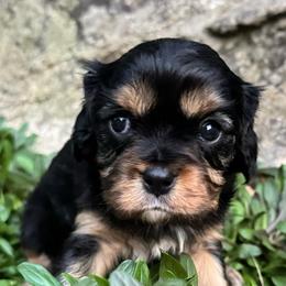 Annie Heloise Abel - Black and tan female Cavalier King Charles Spaniel puppy in Choctaw, Oklahoma from Dandelions and Kings