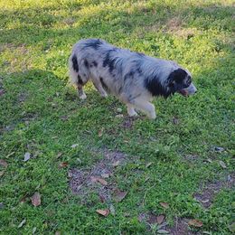 Copper - Australian Shepherd