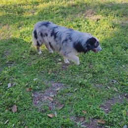 Copper - Australian Shepherd