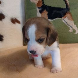 Barney is my new name - Blue tan and white male Beagle puppy in Jerome, Missouri from Beam's Beagles