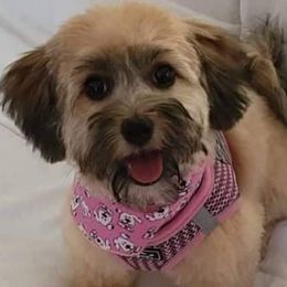 Havanese from Hillside Havanese of Missouri