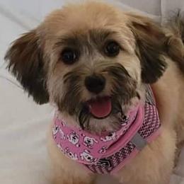 Havanese from Hillside Havanese of Missouri