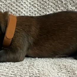 Brown - Red sable female Belgian Malinois puppy in Ellerbe, North Carolina from Grand Prix Kennel