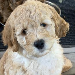 Goldendoodle Puppies from Rosie's Doodle Den