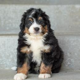 Mack - Tri-color male Bernedoodle puppy in Dundee, Ohio from Down Home Doodle