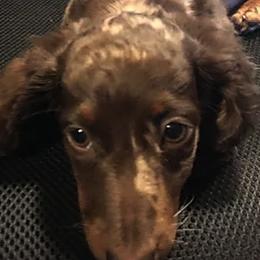 Dachshunds from My Little Dachshund Heaven