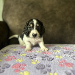 Dachshund Puppies from JBDKennel
