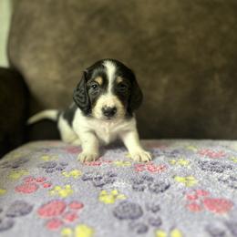 Dachshund Puppies from JBDKennel