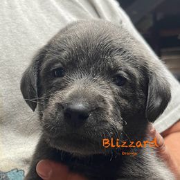 Blizzard - Dilute Retriever puppy from Chickentown Labradors