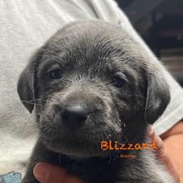 Blizzard - Dilute Retriever puppy from Chickentown Labradors