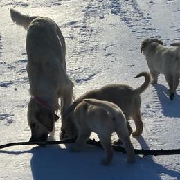 Golden Retriever Puppies from Ginn’s Golden Retrievers