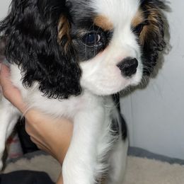 Cavalier King Charles Spaniel Puppies from Cassie’s Cavaliers