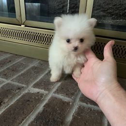 Girl - Cream female Pomeranian puppy in Tabor City, North Carolina from Southern Palmetto Pomeranians