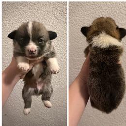 Lester - Red male Pembroke Welsh Corgi puppy in Helmville, Montana from Calie’s Corgis
