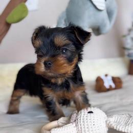 Elijah - Black and gold male Yorkshire Terrier puppy in North Port, Florida from Noble Pets