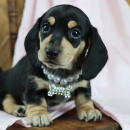 Little Jean - Black and cream female Dachshund puppy in Wakarusa, Indiana from PuppyLove Dachshunds
