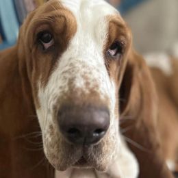 Basset Hounds from Bumpkin Basset Hounds