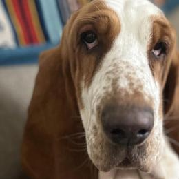 Basset Hounds from Bumpkin Basset Hounds