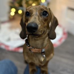 Ridge - Dachshund