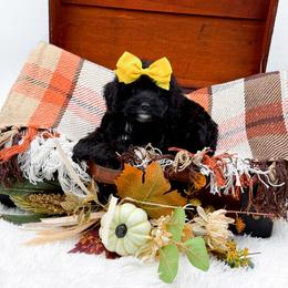 Tilly - Black female Cavapoo puppy in North Carolina from NC Doodle Puppies