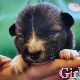 Girl 1 - female Nenets Herding Laika puppy in Rockville, Maryland from Skais the Limit Cavaliers