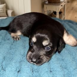 Dachshund Puppies from Crowder Doxies
