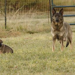 German Shepherd Puppies from Vom Haus Denfors K9