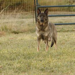 German Shepherd Puppies from Vom Haus Denfors K9