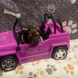 SAJA - Black and tan male Dachshund puppy in Elizabethtown, Kentucky from Teeny Tiny Puppy Tails