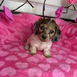 Melissa - Piebald female Dachshund puppy in Lake City, Florida from My Ditzy Doxies of Florida