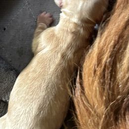 Girl 1 - Cream female Dachshund puppy in Jackson, Mississippi from Doxies Galore