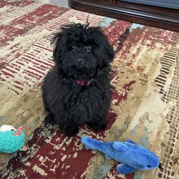 Cavapoo, Cockapoo, and Poodle Puppies from Heavenly Puppies to Love