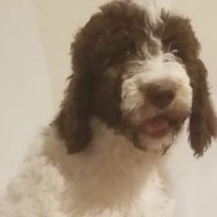 Saint Berdoodles from Millhouse Kennels