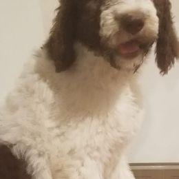Saint Berdoodles from Millhouse Kennels