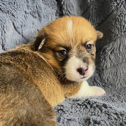 BB Boy 2 - White and red male Pembroke Welsh Corgi puppy in Dickinson, Texas from Gulf Coast Corgis