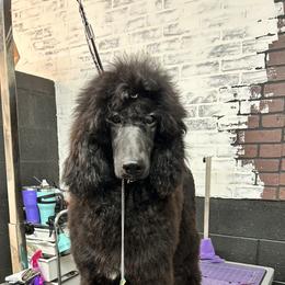 Audrey - Poodle