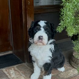 Dora - Bernedoodle puppy from Banner Bernedoodles