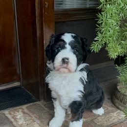 Dora - Bernedoodle puppy from Banner Bernedoodles