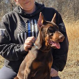 Teal - Red and rust female Doberman Pinscher puppy in Knox, Indiana from Double River Dobermans